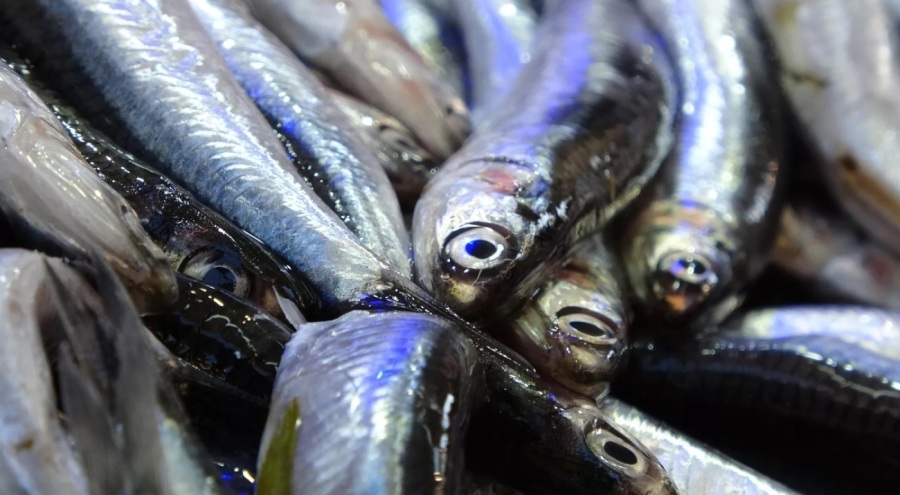 Hamsi gazı nedir, yenilen hamside ortaya çıkar mı?