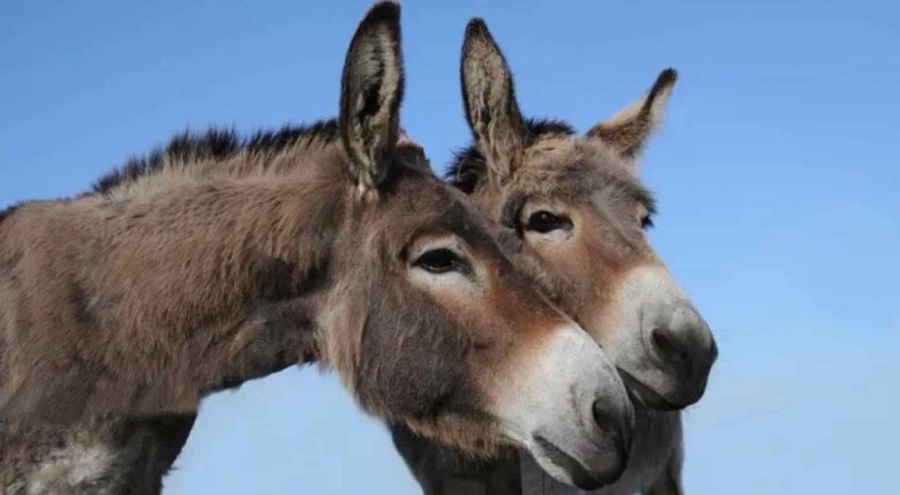 Eşek derisi ticareti yasaklandı