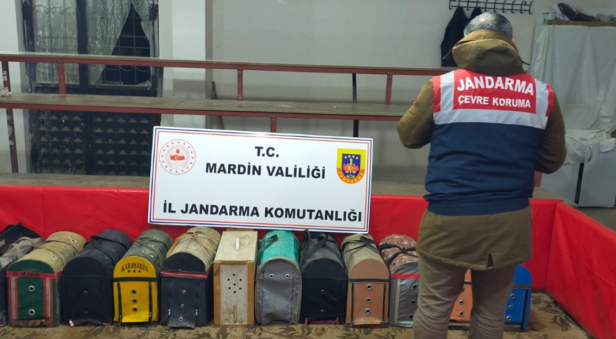 Horoz dövüştüren 83 kişiye ceza yağdı!