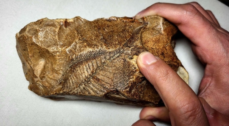 Adıyaman'da 15 milyon yıllık balık fosili bulundu