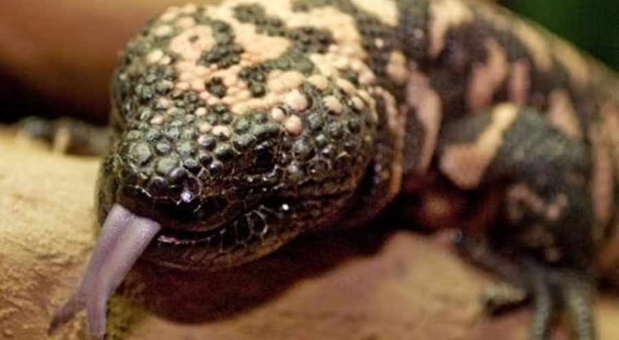 Evinde beslediği zehirli Gila Canavarı sonu oldu