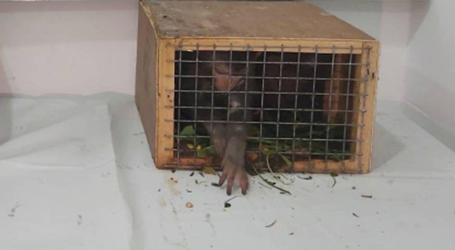 Şırnak'ta 4 Hint şebeği ele geçirildi