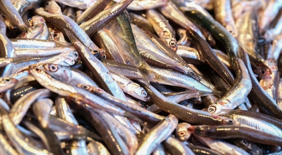 Prof. Dr. Samsun: ''Küçük balıkları tüketmekten uzaklaşmamız halkımız için çok önemlidir''