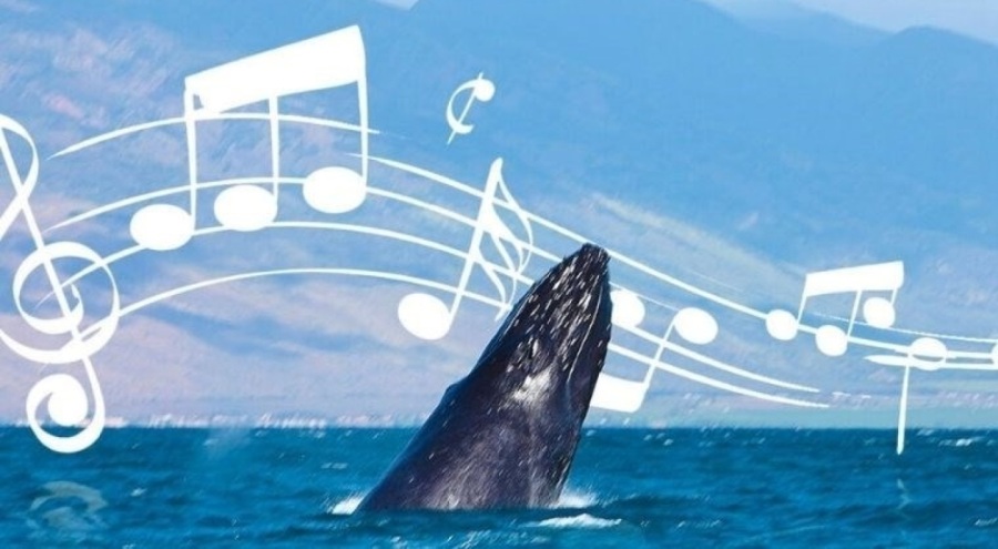 Balinaların nasıl şarkı söylediği çözüldü
