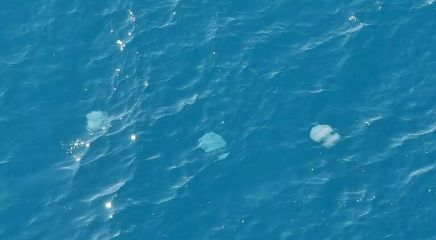 Antalya Körfezi'nde dev denizanaları görüldü! 'Dokunmayın' uyarısı