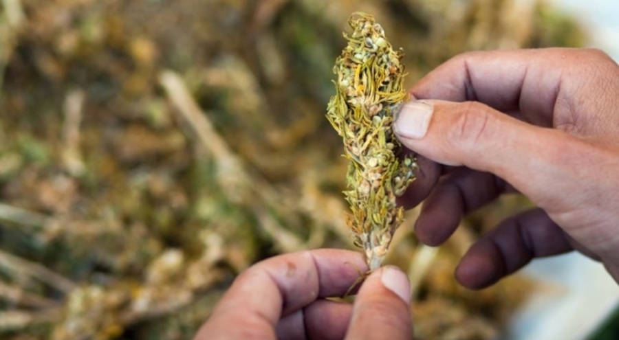 Esrar kullanımı yasal olacak