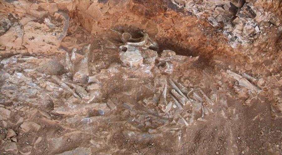 Fosilde 240 milyon yıllık 'ejderha' ortaya çıktı