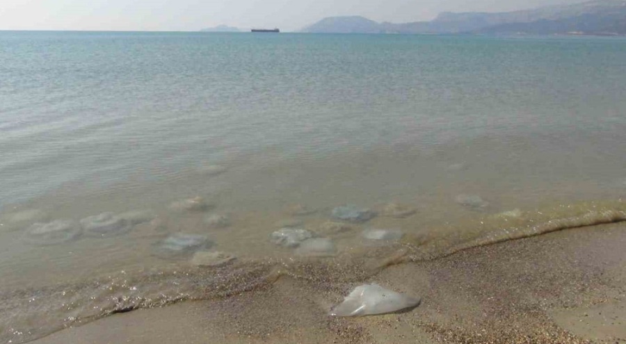 Endişelendiren görüntü! Yüzlercesi kıyıya vurdu