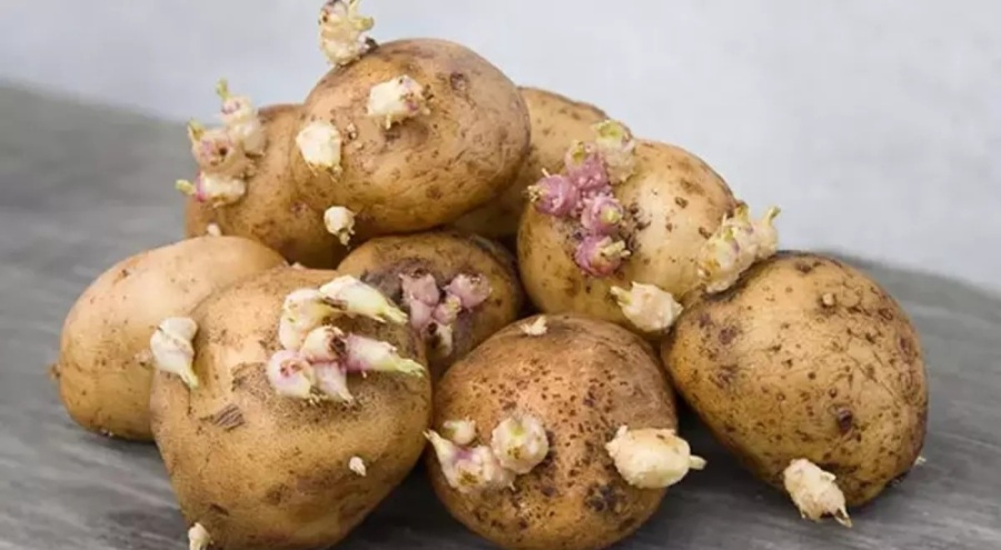 Uzman isim yeşil ve filizlenmiş patateslere karşı uyardı