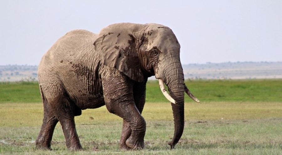 Asya filleri koruma altına alındı