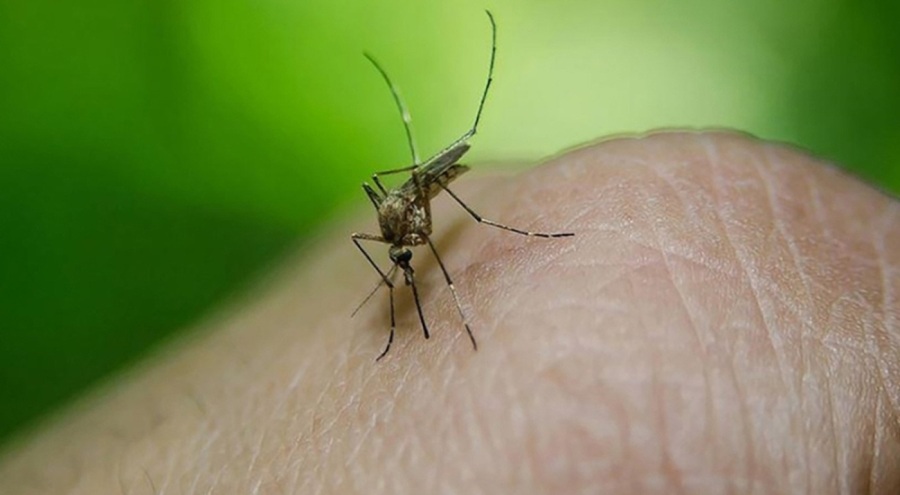 Dang humması vakaları arttı: Ülkede acil durum ilan edildi