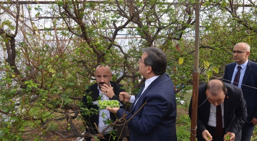 Mersin'de temsili hasat: Kilosu 150 dolar!