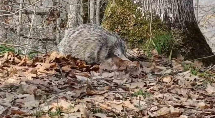 Nesli tehlike altındaydı, Zonguldak'ta görüldü