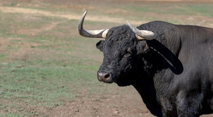 Boğa saldırısı! Baba öldü, oğlu ağır yaralı