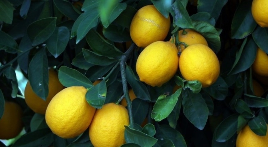 Üretici ile market arasındaki en fazla fiyat farkı limonda görüldü