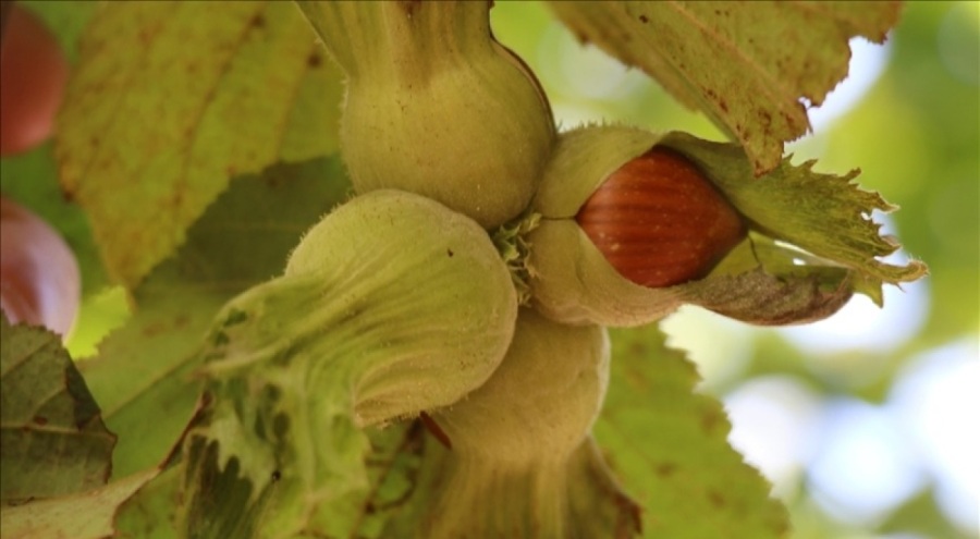 Fındık üreticilerine uyarı! 'Tarım sigortası yaptırın'