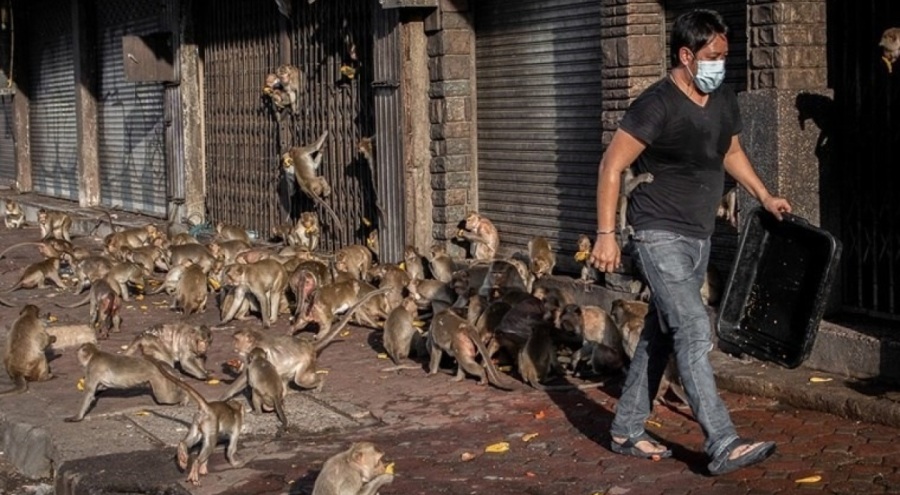 Lopburi'de maymun istilası! Yaşamı durma noktasına getirdiler