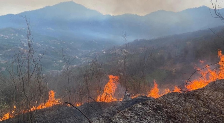 Artvin'de ormanlık alanda yangın