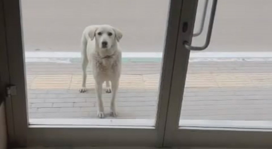 Bursa'da her gün dükkana gelen köpek yemek poşetini alıp gidiyor