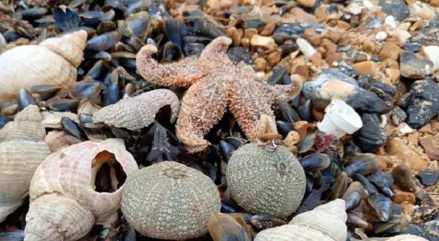 Binlerce ölü denizyıldızı sahile vurdu! Ülkede sağlık endişeleri başladı