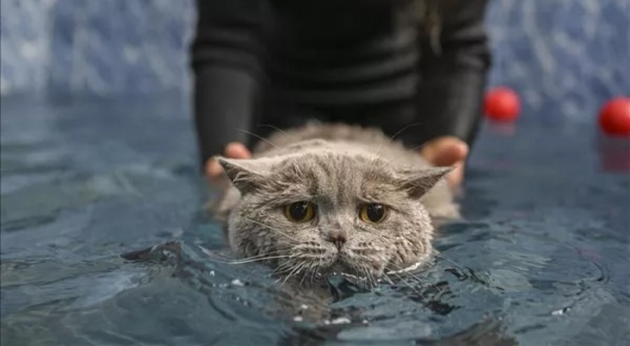 Obez kedi Şiraz pilates ve yüzmeyle zayıflıyor