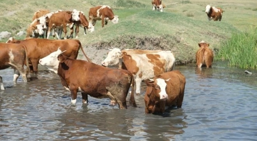 Büyükbaş hayvan sayısı azaldı!