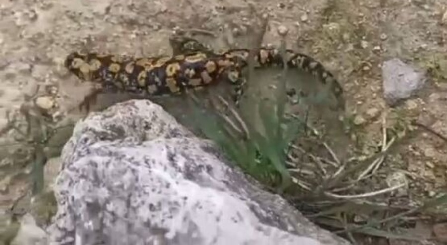 Batman Hasankeyf'te 'sarı benekli semender' görüldü