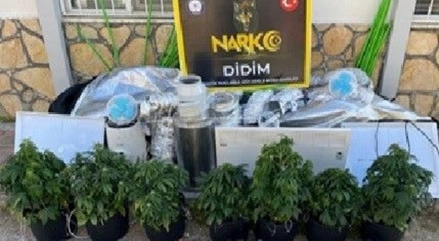 Uyuşturucu operasyonu! 7 kök kenevir bitkisi ele geçirildi