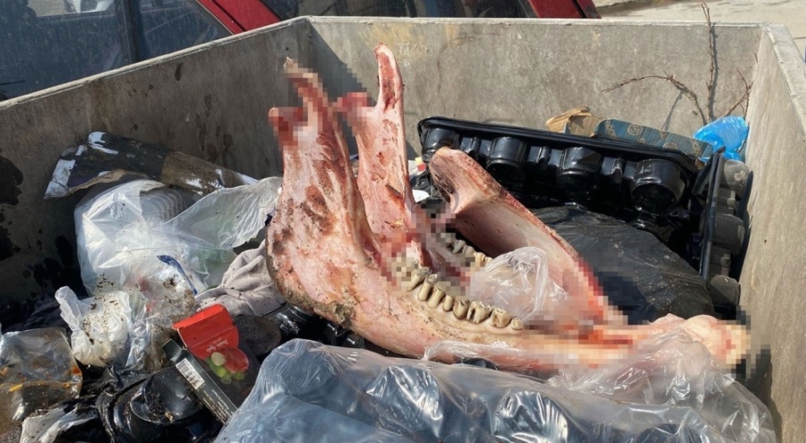 Düzce'de at kesen şahıs yakalandı