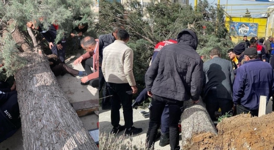 Belediye Başkan adayının üzerine ağaç düştü