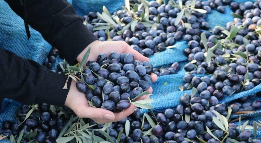 Marmarabirlik'ten zeytin üreticisine kredi desteği