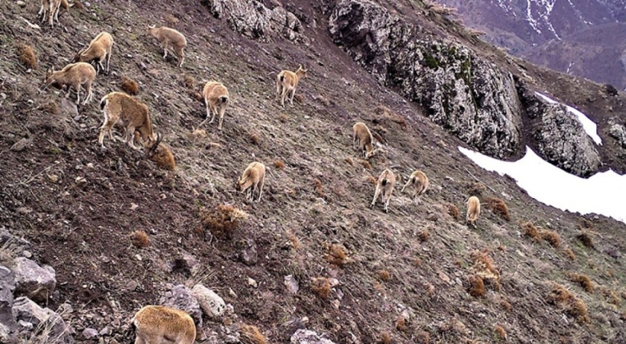 Bingöl'de dağ keçisi sürüsü doğal ortamında görüntülendi