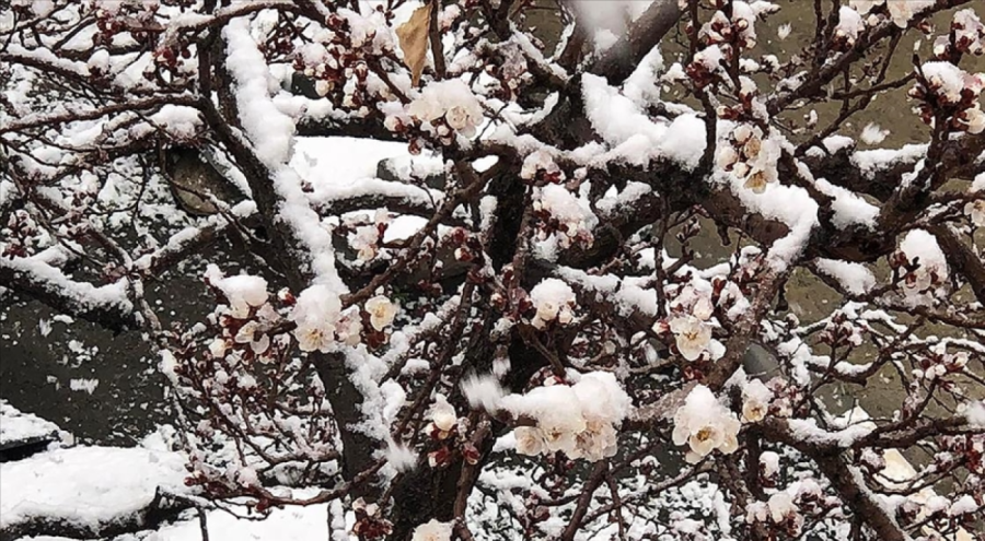 Meteoroloji'den zirai don uyarısı