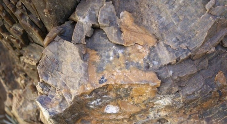 390 milyon yıllık dünyanın en eski ağaç fosilleri bulundu