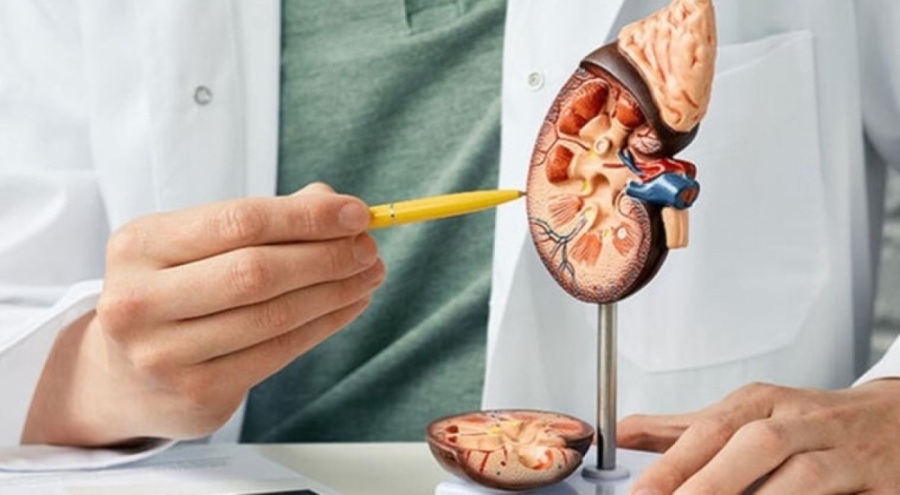 Uzmanından kronik böbrek hastalığının ilerlemesini önleyecek tavsiyeler!