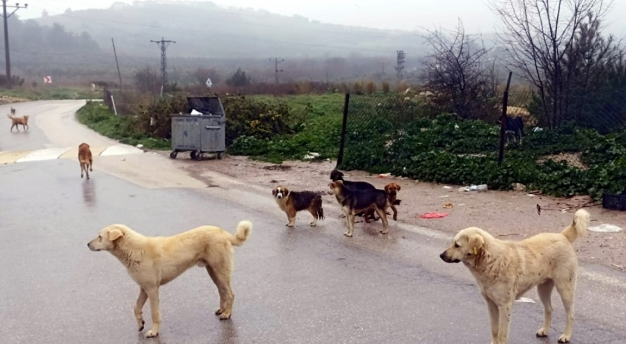 Bursa Mudanya'da açık barınaktan yola çıkan köpekler telef oluyor