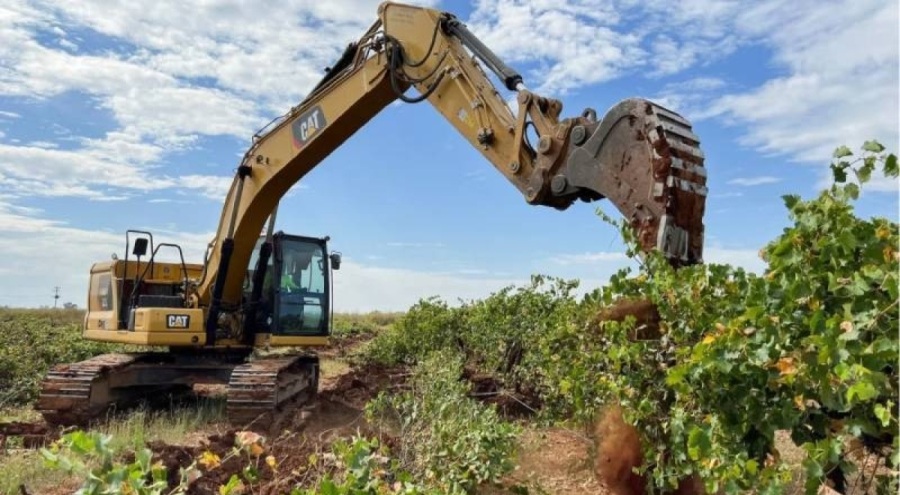 Avustralya fazla üretim nedeniyle milyonlarca üzüm asması sökülüyor