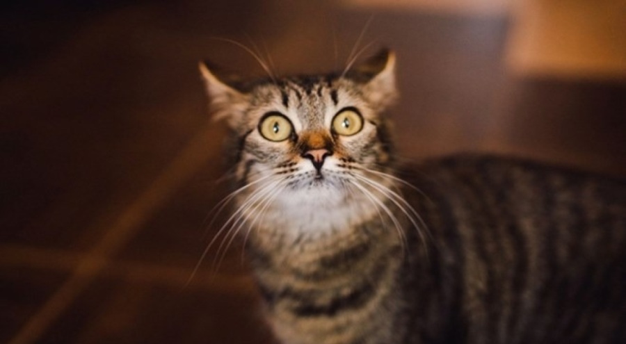 Japonya'da "kimyasal tanka düşen kedi" uyarısı