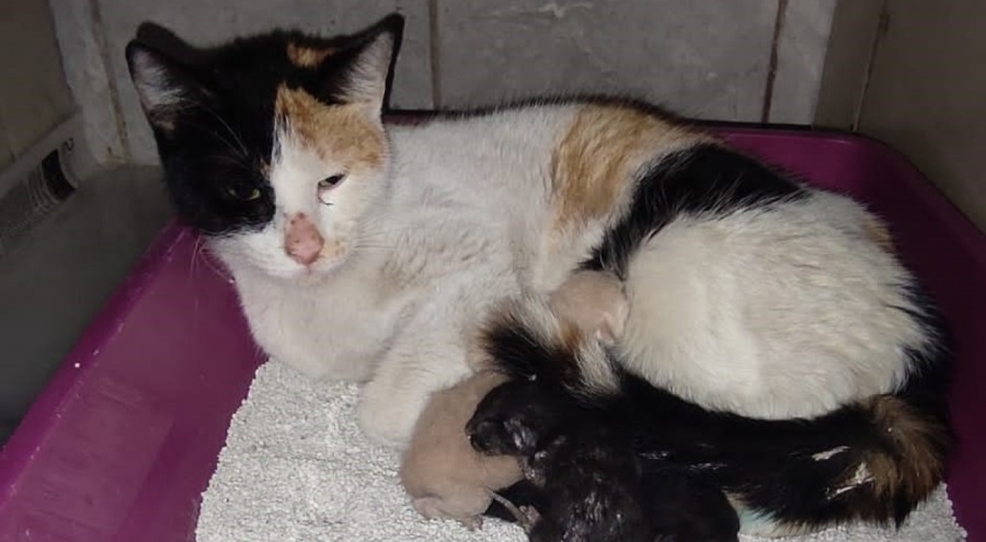 Bursa'da kedi İnegöl hastanesi'nde doğum yaptı