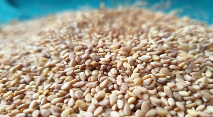 Türkiye'nin susam ihracatı 2024'e iyi başladı