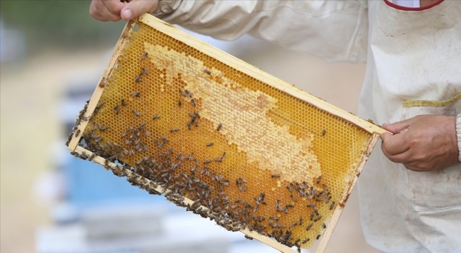 Türk balı, AB'nin RASSF sistemine takılmadı