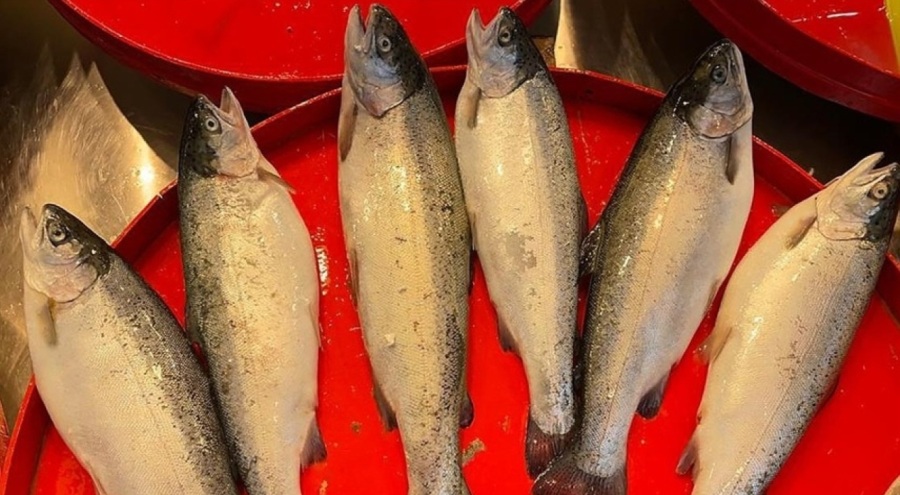 DKİB, Ticaret bakanlığı destekli Türk somonu ve çayı tanıtım projelerini duyurdu