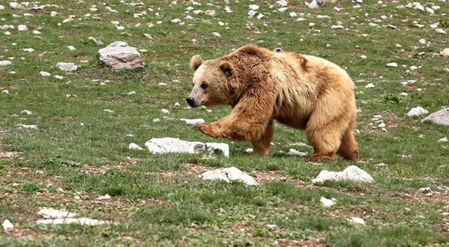 Slovakya'da ayı saldırısı: 2 yaralı