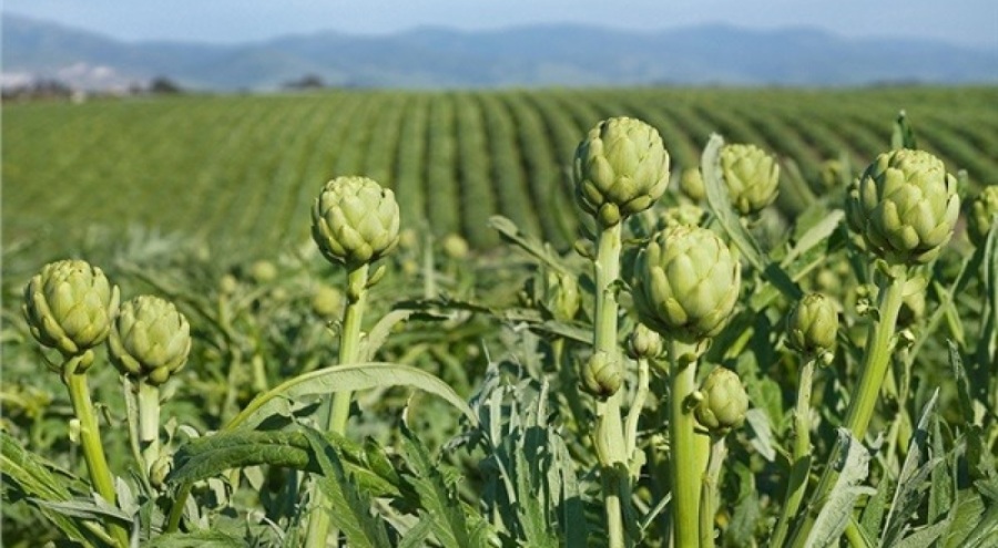 'Enginar' tarlada 20, tabakta 400 lira