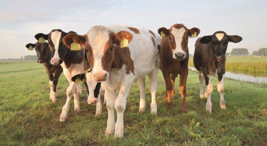 Kesimlik hayvan kalmadı! "Fiyat artışı sürecek"