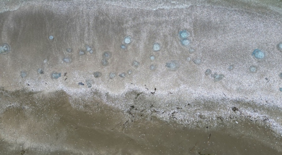 Akdeniz kıyılarında denizanası istilası