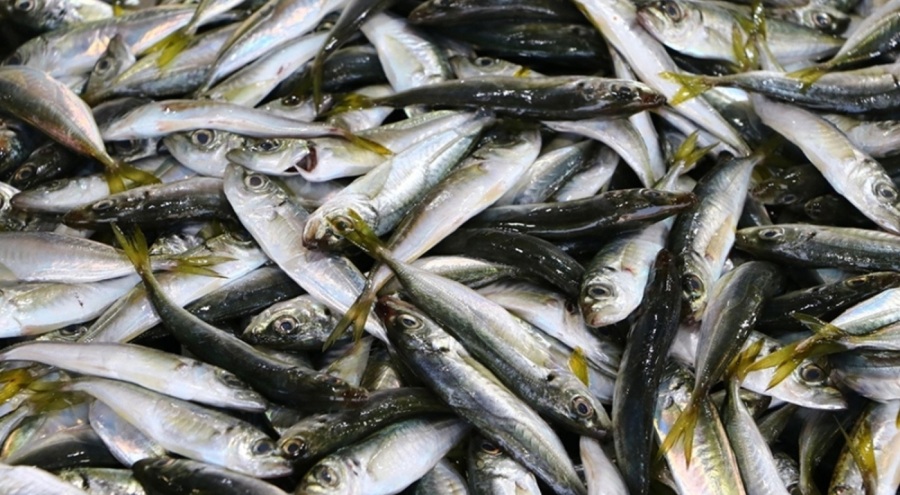 'İstavrit avcılığı durdurulsun' çağrısı