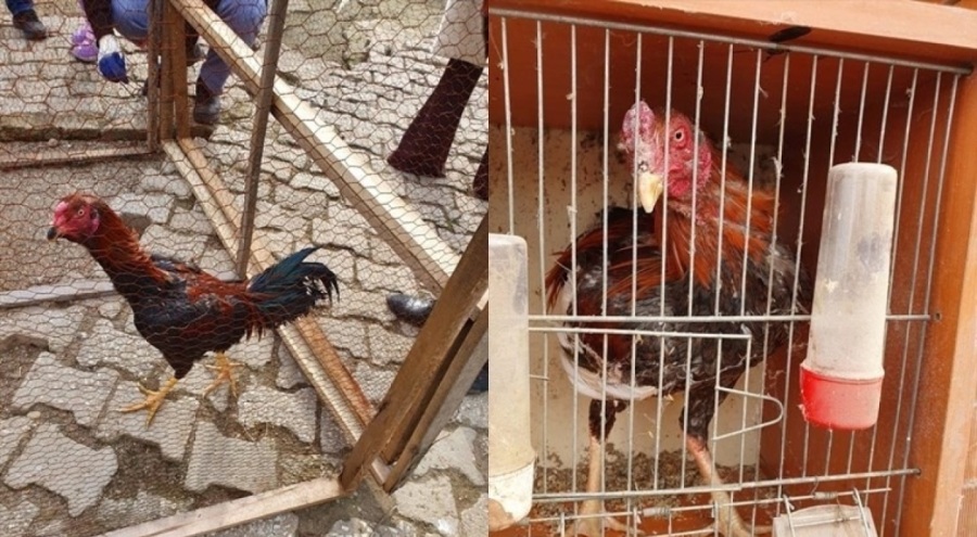Horoz dövüştüren 2 kişiye 14 bin 432 lira ceza verildi