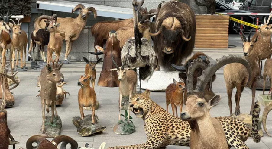 Nesli tehlike altındaki hayvanları avladı, kendine özel müze kurdu