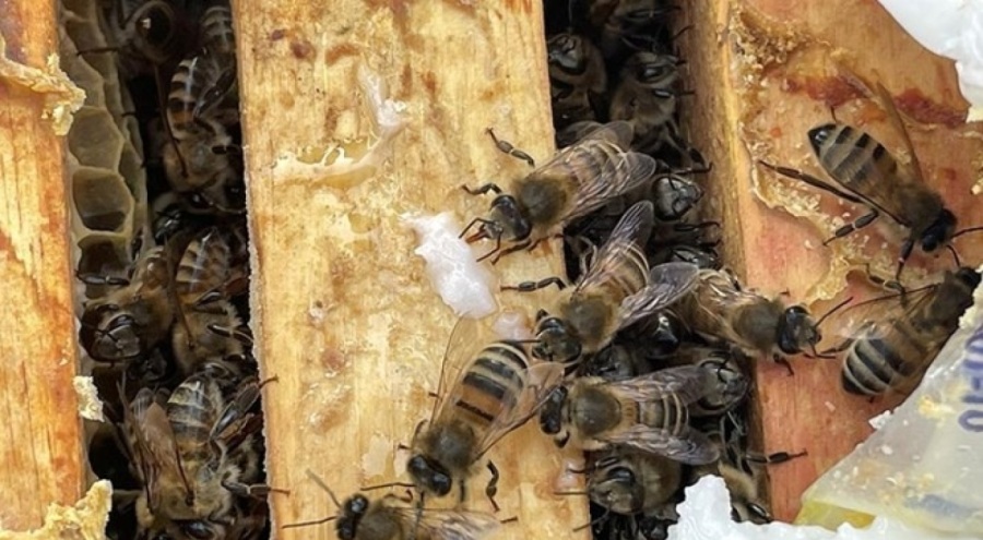 Kraliçe arı kaçakçılığı yapan otobüs şoförüne ceza